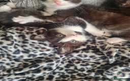 Mixed Breed cats for sale: 1 male 1 female black and white kittens - Image 5