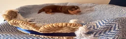 Cocker Spaniel dogs for sale: Outstanding KC registered Cocker Spaniel Puppies  - Advert 13