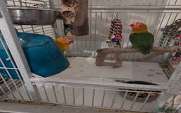 Lovebirds birds for sale: Pair of Beautiful breeding Lovebirds  - Image 6