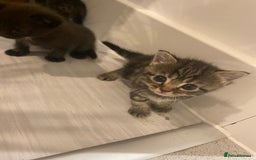 Mixed Breed cats for sale: 2 girl long haired tabby kittens  - Image 7