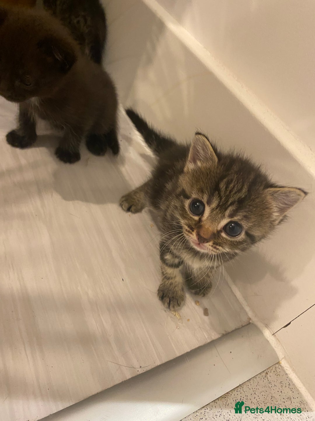Mixed Breed cats for sale: 2 girl long haired tabby kittens  - Image 7