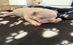 French Bulldog dogs for sale: Adorable French Bulldog Puppies for Sale 🐾 - Image 7