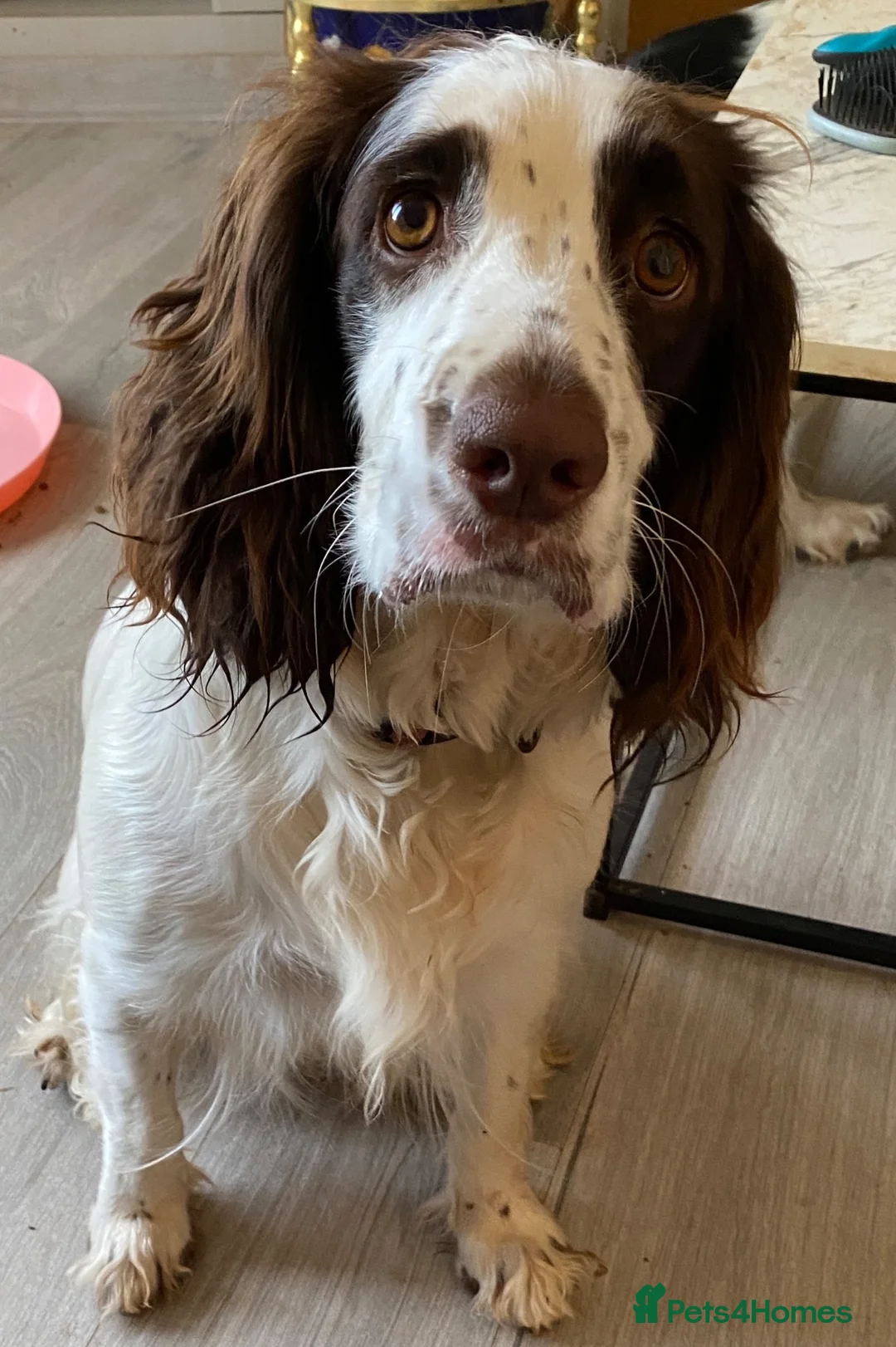 English Springer Spaniel dogs for sale: English Springer Spaniel Puppies  - Advert 7