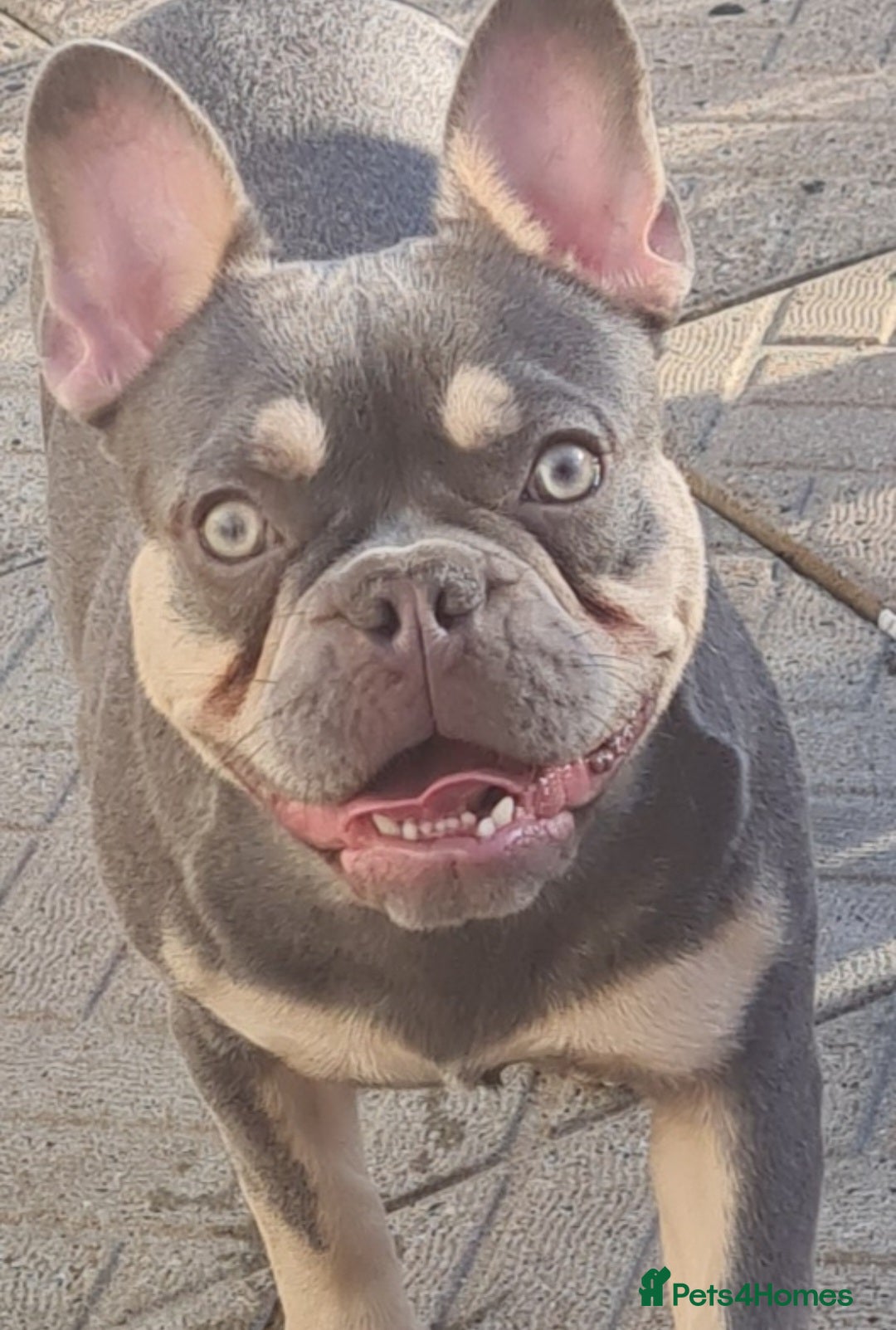 French Bulldog dogs for stud: Top Quality Stud RAMSGATE 🎯🎯 KC registered💣💣  in Ramsgate - Advert 34