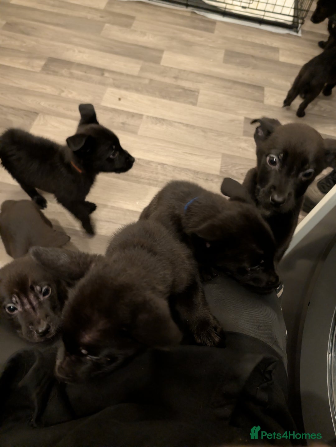 Mixed Breed dogs for sale: German shepherd X cane corso pups for sale  - Advert 20