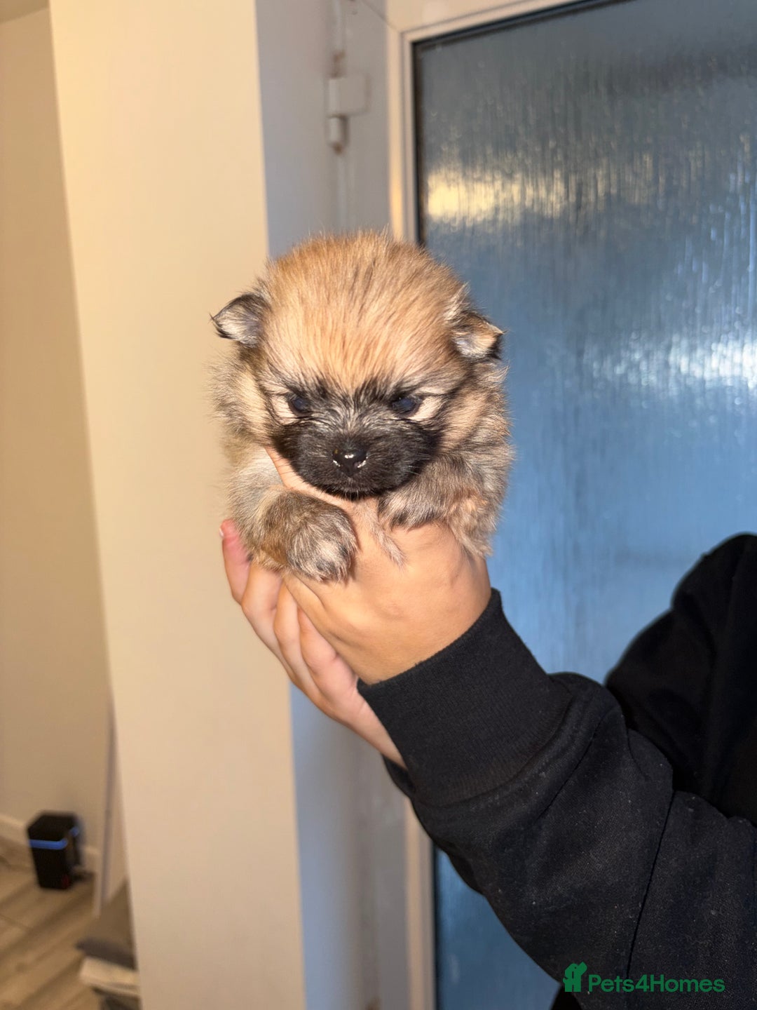 Pomeranian dogs for sale: Pomeranian puppies - Advert 5