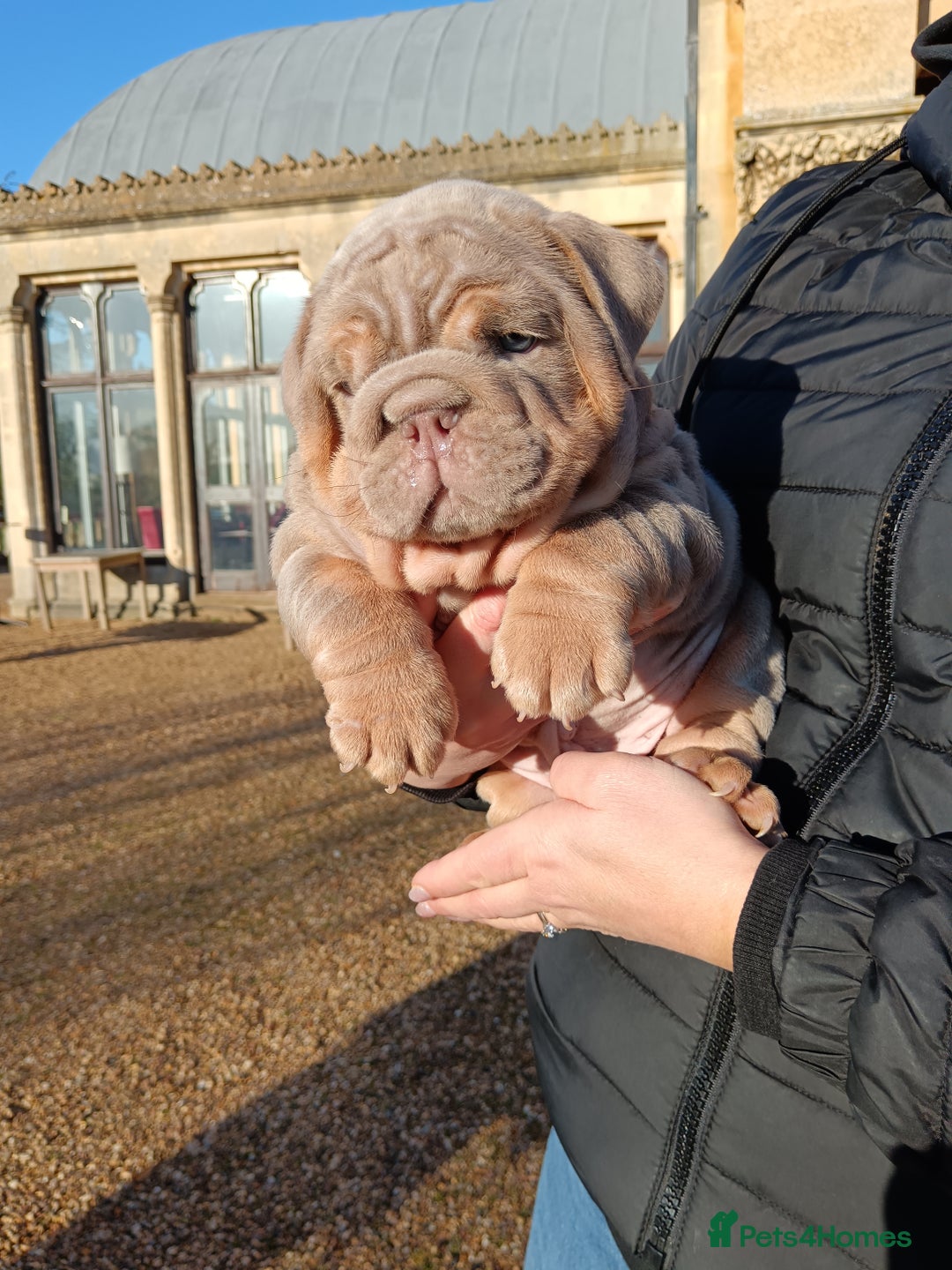 English Bulldog dogs for sale: 2 stunning males from the world famous Mr muscle  - Advert 23