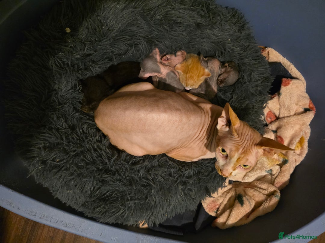 Mixed Breed cats for sale: Adorable Male Kitten – Sphynx x Devon Rex Cross - Advert 19