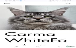 Maine Coon cats for sale: Pedigree GCCF Maine Coon Kitten available  - Image 6