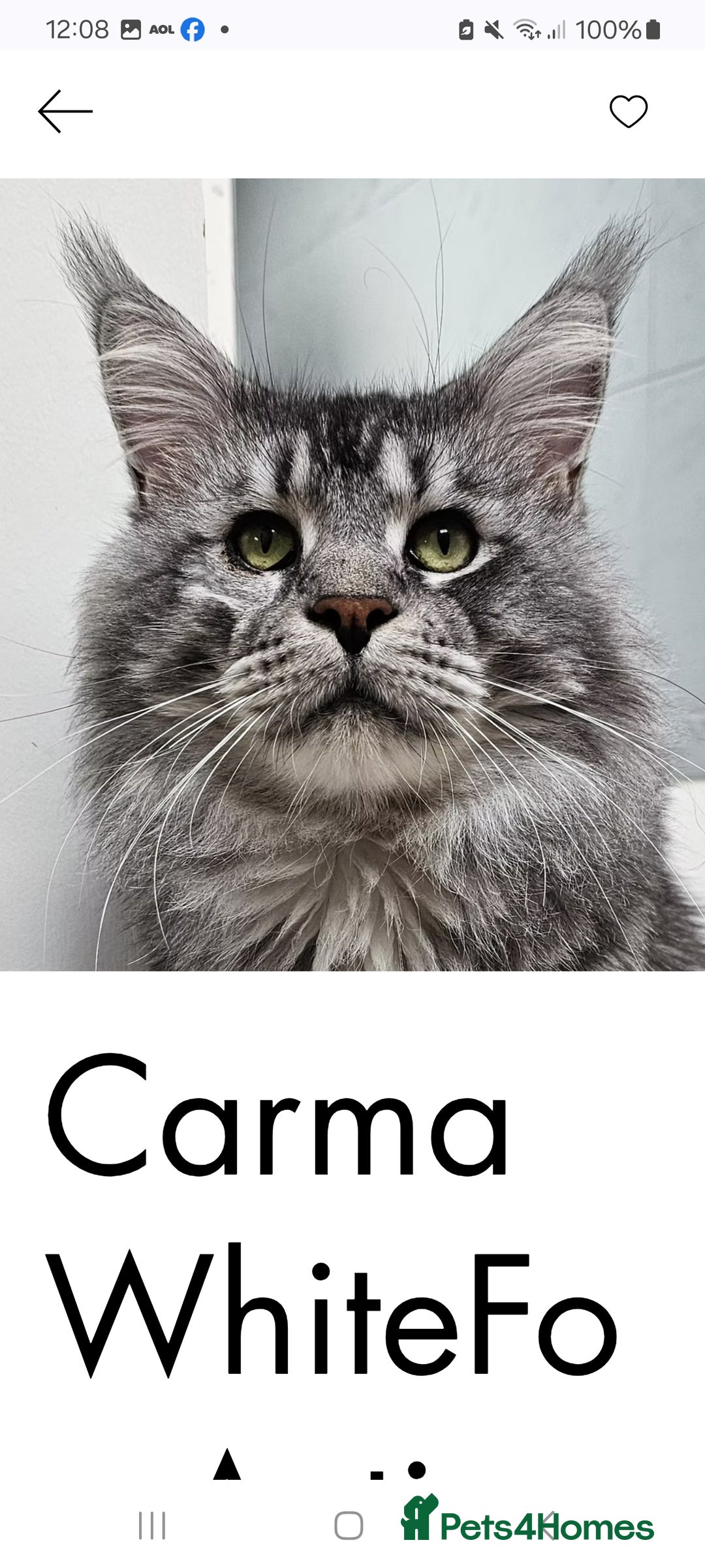 Maine Coon cats for sale: Pedigree GCCF Maine Coon Kitten available  - Image 6
