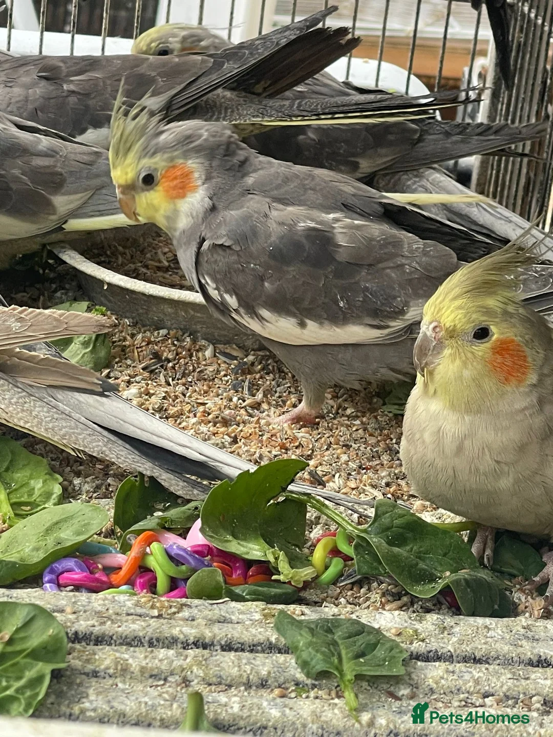 Cockatiels birds for sale: Baby cockatiel birds - Advert 17