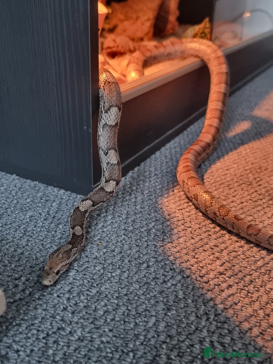 Corn Snake reptiles for sale: Corn snake for rehoming- 6 years old - Image 2