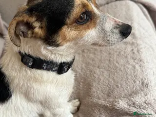 Jack Russell dogs Jack Russel girl 11 months - Advert 4