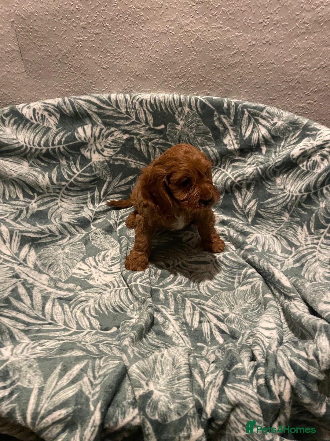 Cockapoo dogs for sale: Cockapoo - Advert 5