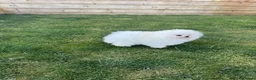 Pomeranian dogs for sale: Pomeranian  in Dover - Advert 10