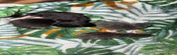 Mixed Breed cats for sale: Kittens  - Advert 7