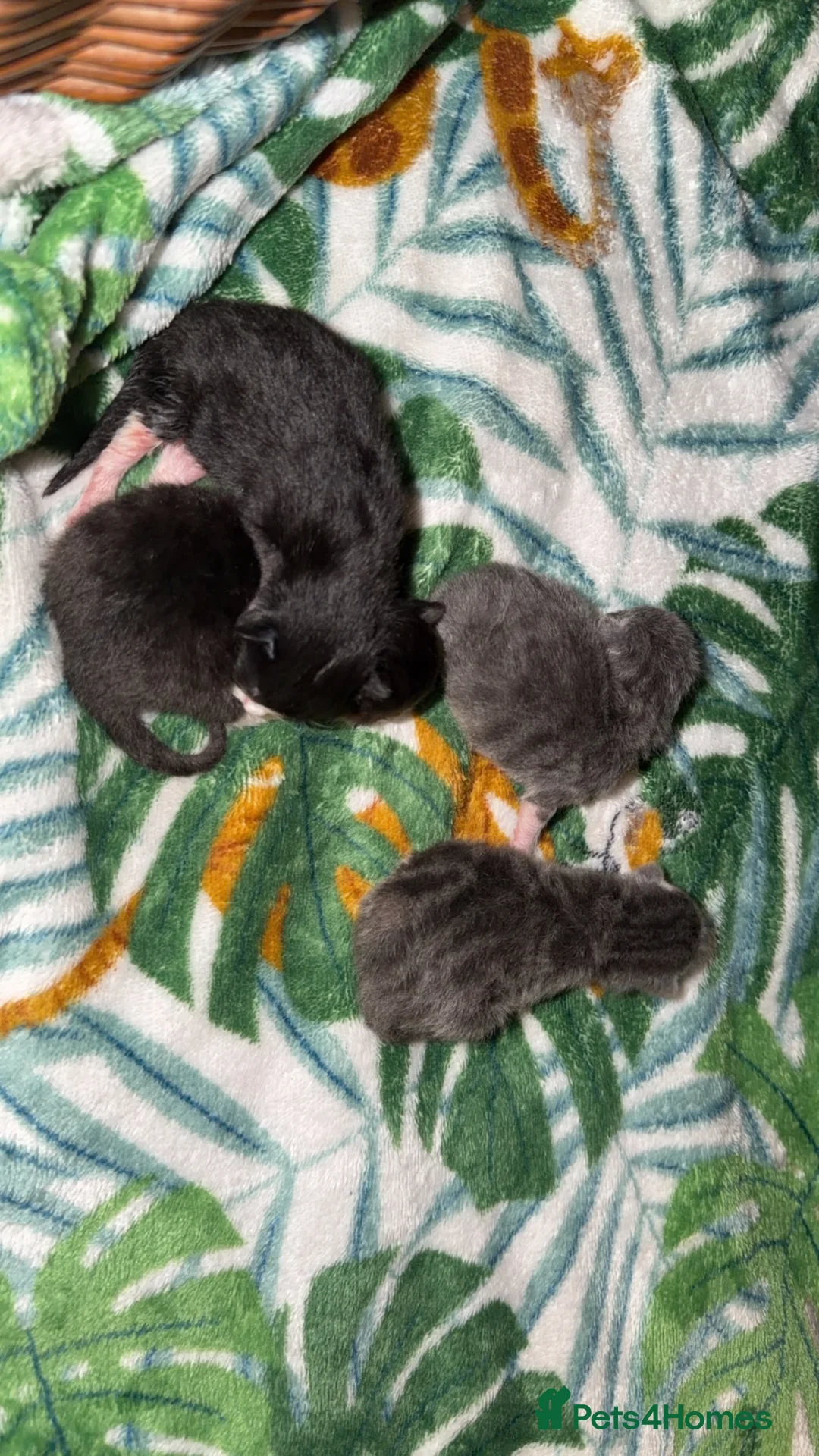 Mixed Breed cats for sale: Kittens  - Advert 7