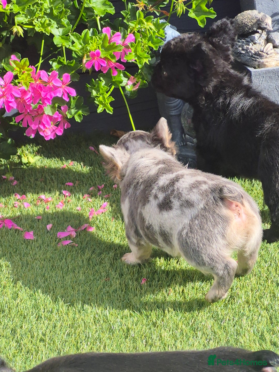 French Bulldog dogs for sale: Fluffy french bulldogs +c2  - Image 23