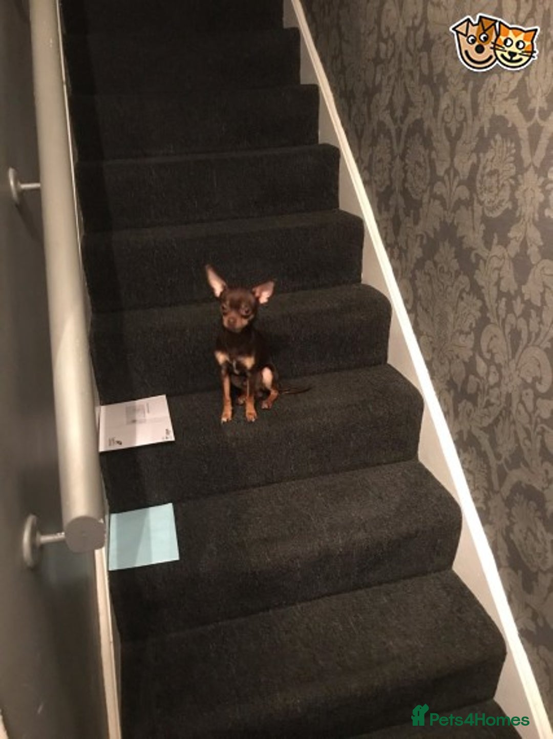 Chihuahua dogs for stud: chihuahua tri colour kc registered for stud in Enfield - Image 4