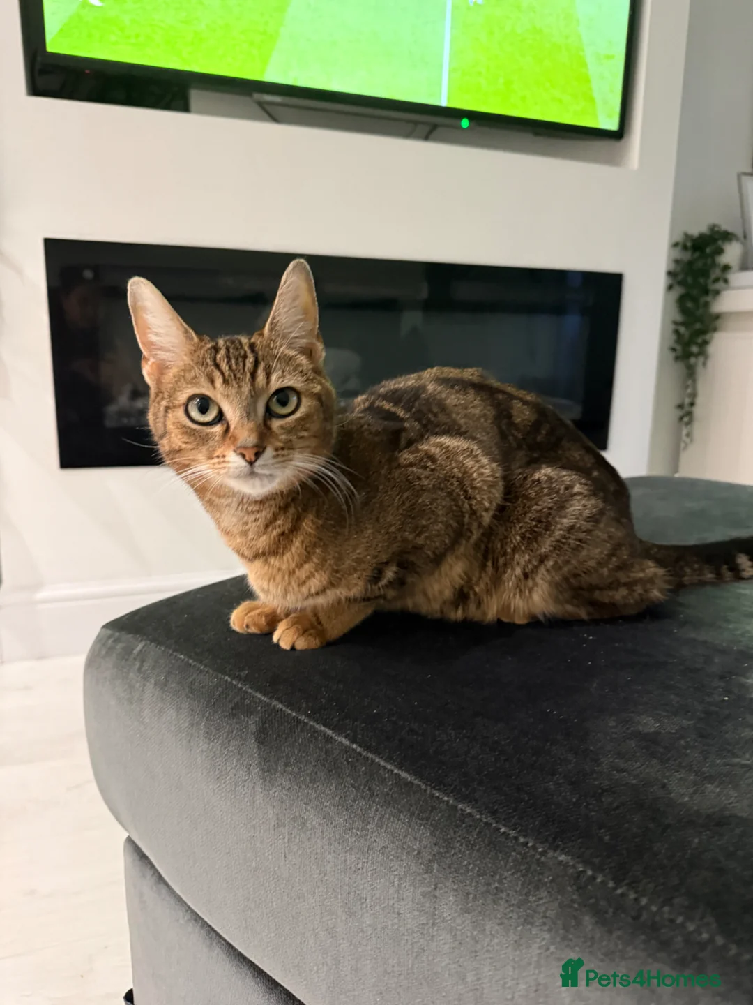 Mixed Breed cats for sale: Kittens For sale - Advert 2
