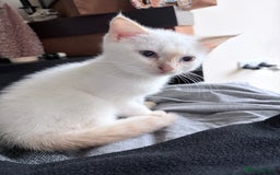 Mixed Breed cats for sale: Mother and kitten for sale  - Advert 4