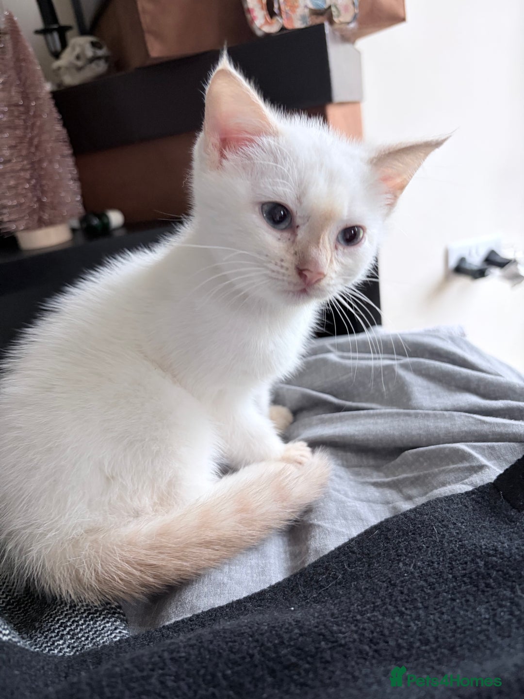 Mixed Breed cats for sale: Mother and kitten for sale  - Advert 4