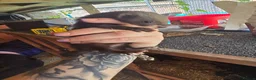 Ferret rodents for sale: Ferrets for sale - Advert 4