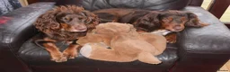 Cocker Spaniel dogs for sale: Working Cocker Spaniels - Advert 4