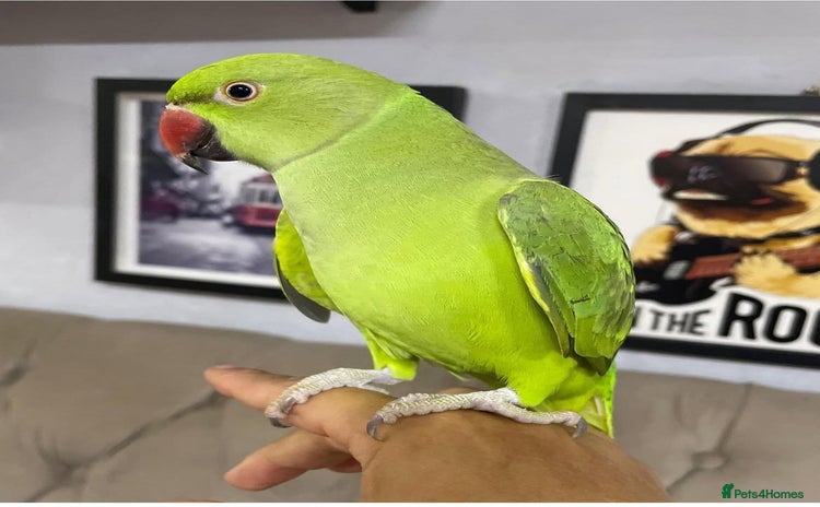 Ringnecks birds - Advert 1