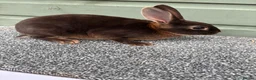 Rex rabbits for sale: Purebred Chocolate Otter Mini Rex bucks - Advert 3