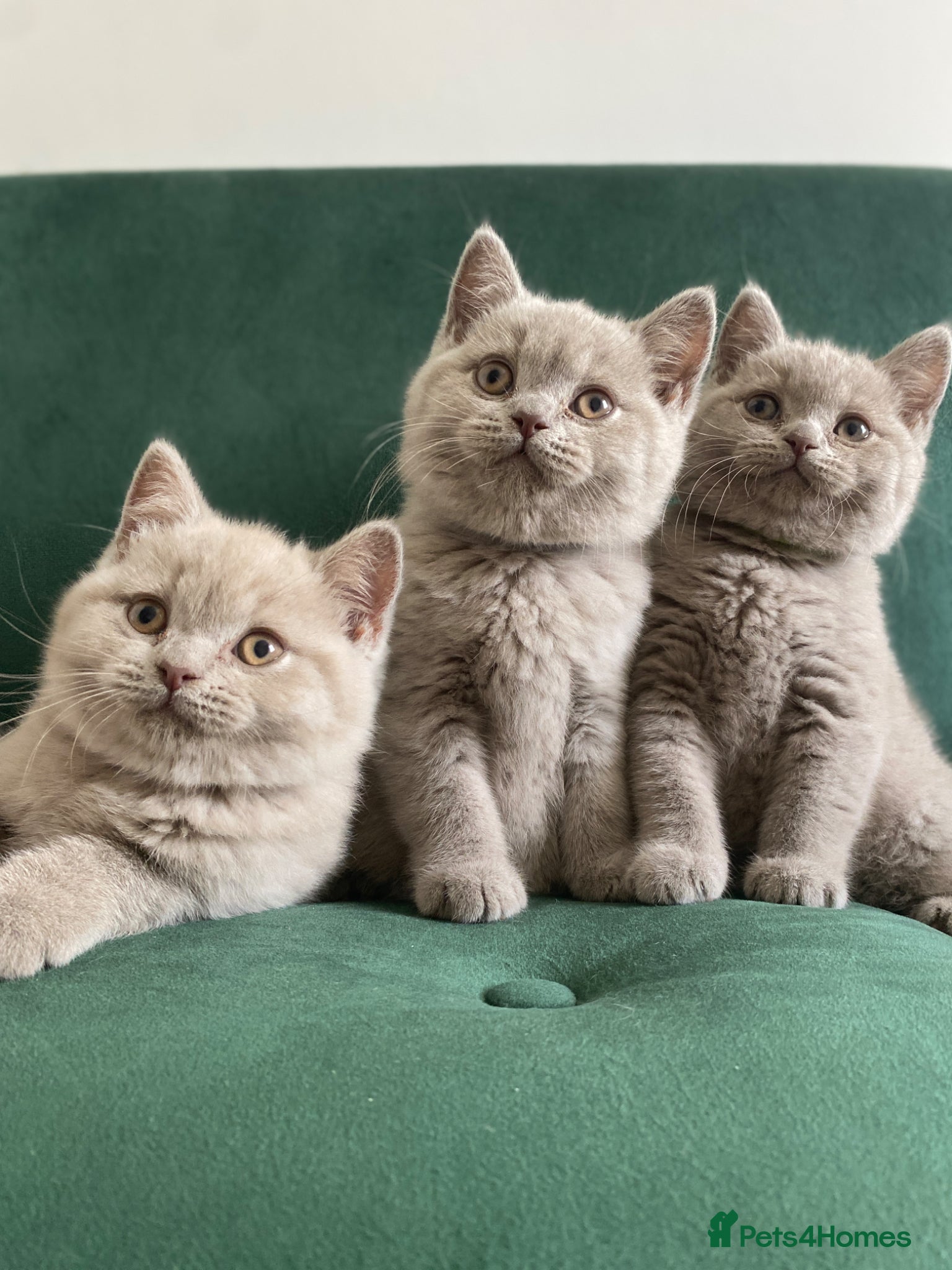 British Shorthair cats GCCF -SPECTACULAR  -British Shorthair kittens  - Advert 2