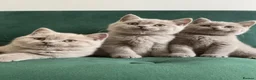 British Shorthair cats for sale: GCCF -SPECTACULAR  -British Shorthair kittens  - Advert 2