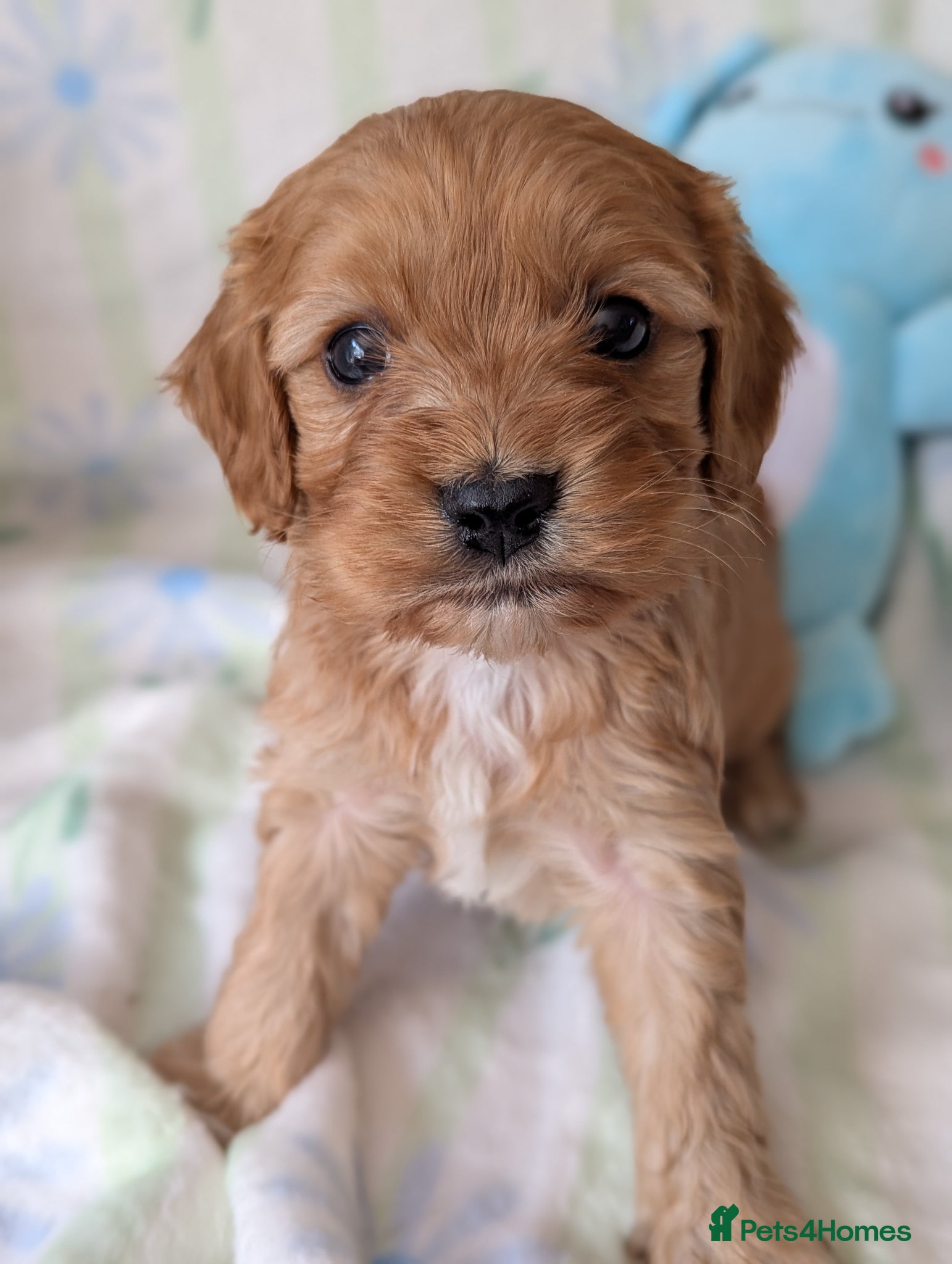 Cavapoo dogs Pretty CAVAPOO pups. Health tested parents - Advert 2