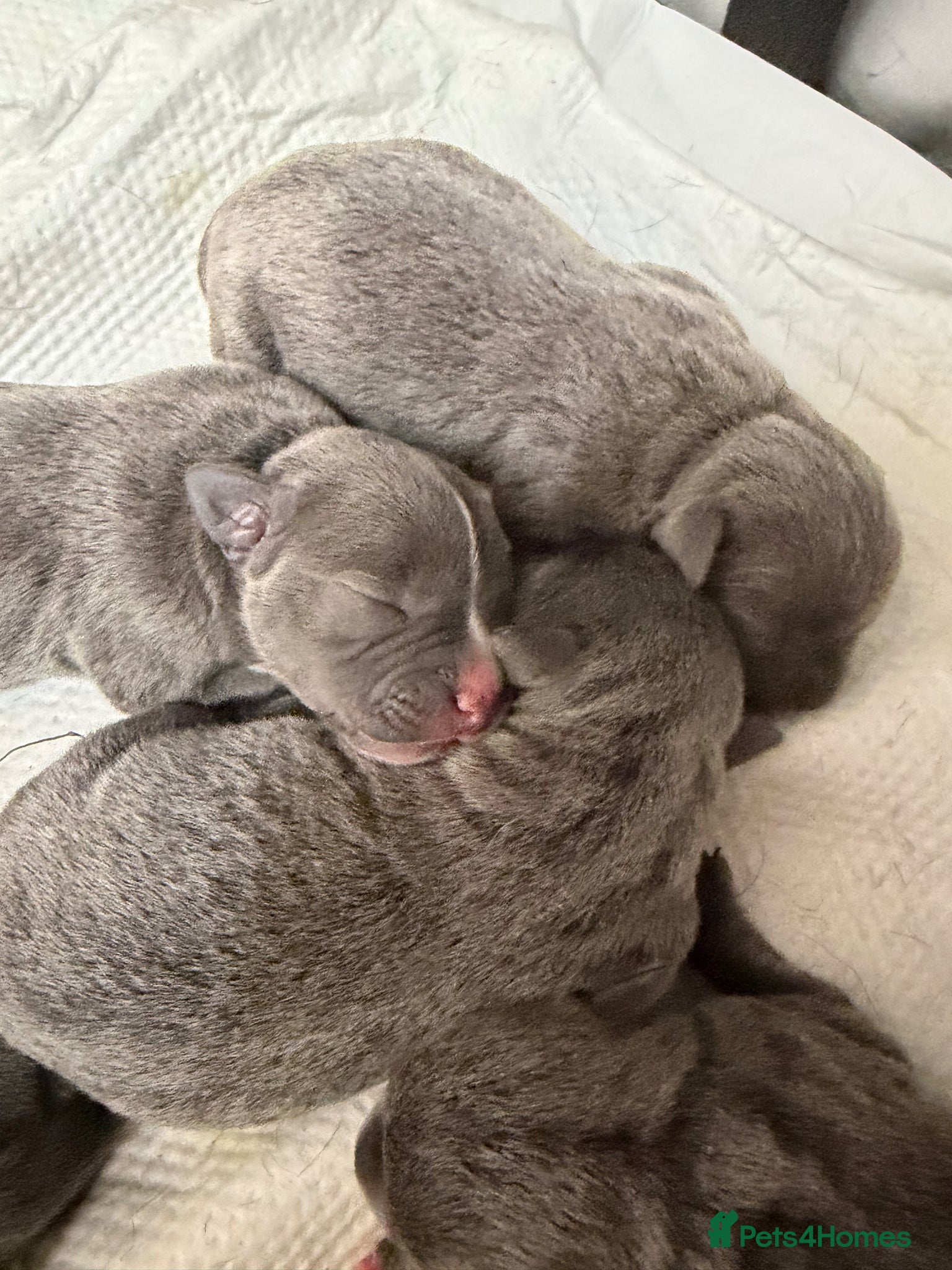 Staffordshire Bull Terrier dogs KC Registered Staffordshire Bull Terrier Puppies - Advert 6