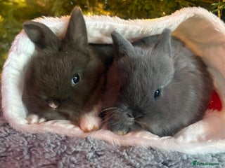 Netherland Dwarf rabbits Sweet Blue Netherland dwarf bunnies - Advert 3