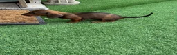 Miniature Dachshund dogs for sale: Miniature Daschund  - Advert 29