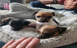 Jack Russell dogs for sale: 4 Beautiful Jack Russell puppies for sale - Image 8