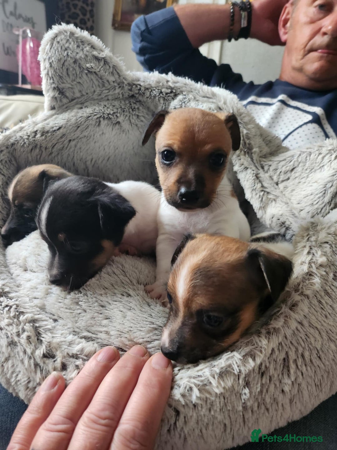 Jack Russell dogs for sale: 4 Beautiful Jack Russell puppies for sale - Image 8