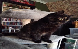 British Longhair cats for sale: Beautiful Black tortie British Longhair - Image 2