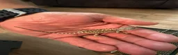 Bearded Dragon reptiles for sale: Breaded dragons  in Daventry - Advert 3