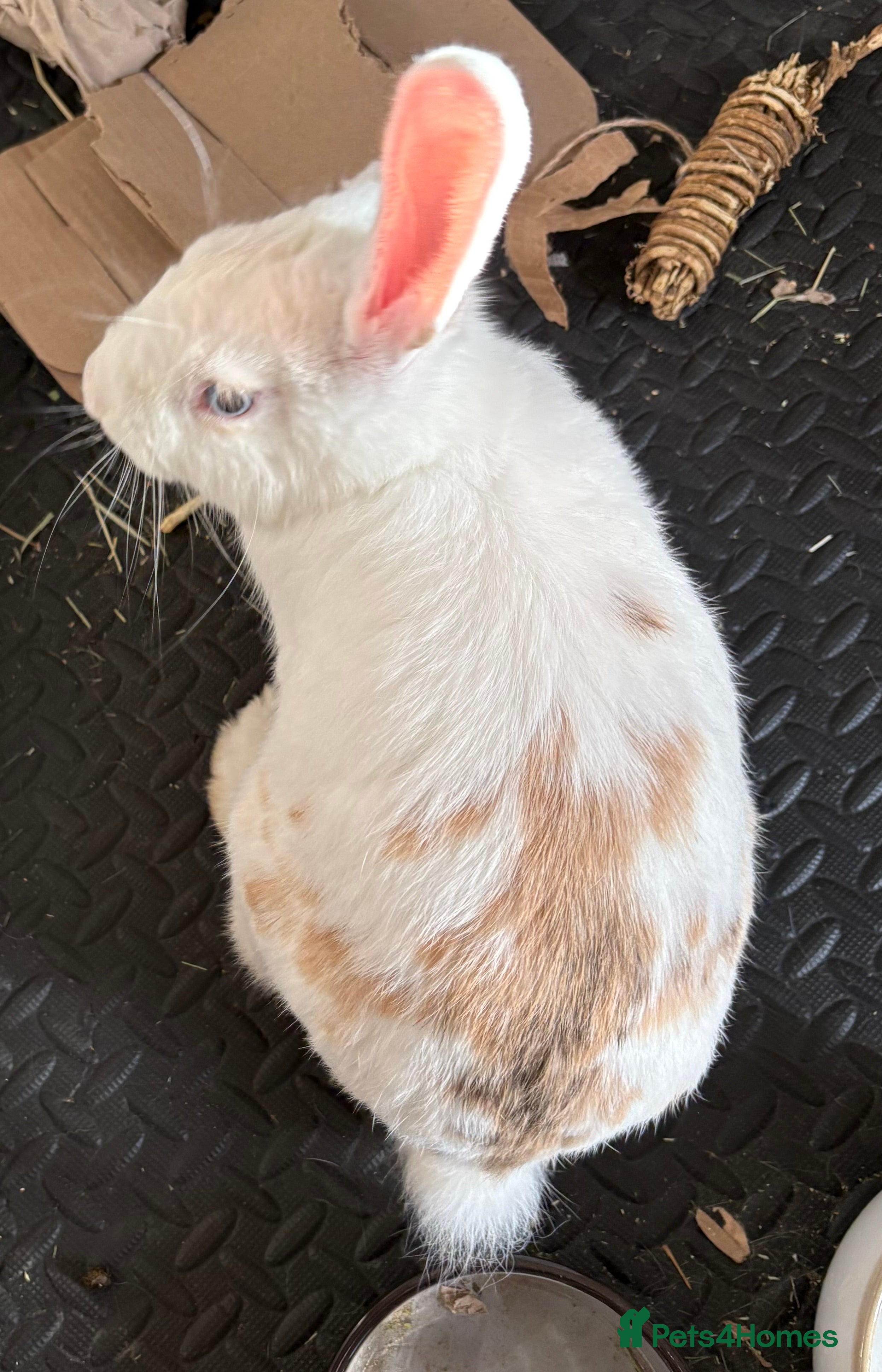 Mixed Breed rabbits Gorgeous neutered boy needing home - Advert 4