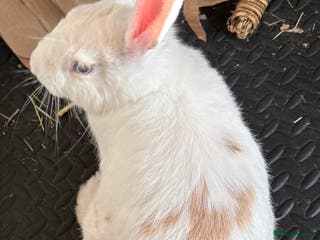 Mixed Breed rabbits Gorgeous neutered boy needing home - Advert 4