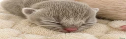 British Shorthair cats for sale: CHAMPION BRITISH SHORTHAIR 🏆  - Advert 3