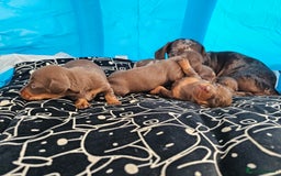 Miniature Dachshund dogs for sale: Stunning litter of miniature daschounds  - Image 11
