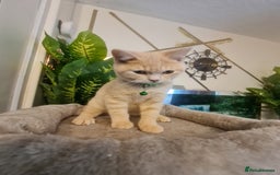 British Shorthair cats for sale: GCCF kittens ready 2 leave now - Advert 6