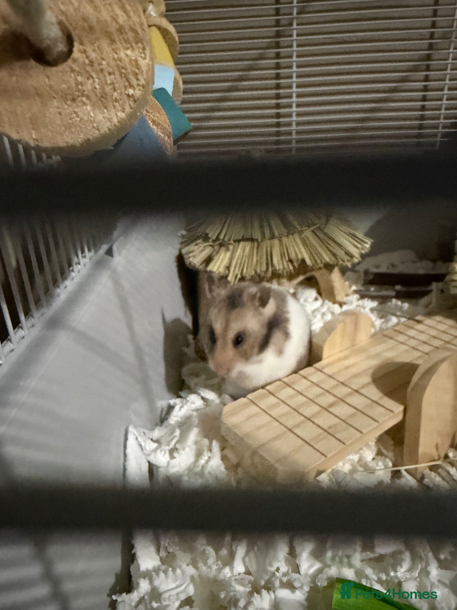Hamster rodents Female Syrian hamster (WITH CAGE AND FULL SET UP) - Advert 3