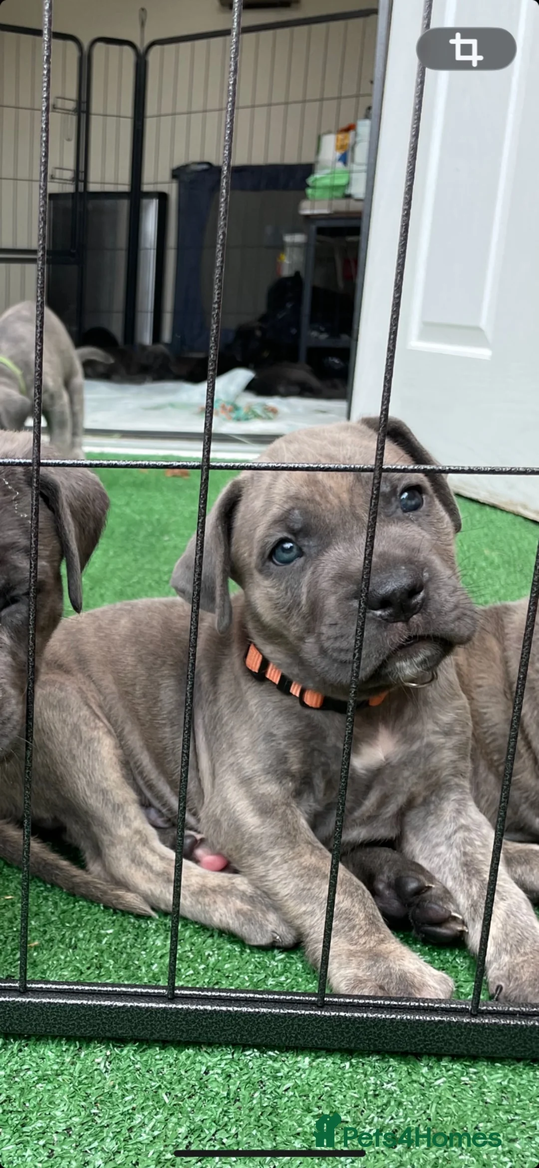 Cane Corso dogs for sale: Cane corso puppies in Evesham - Advert 2