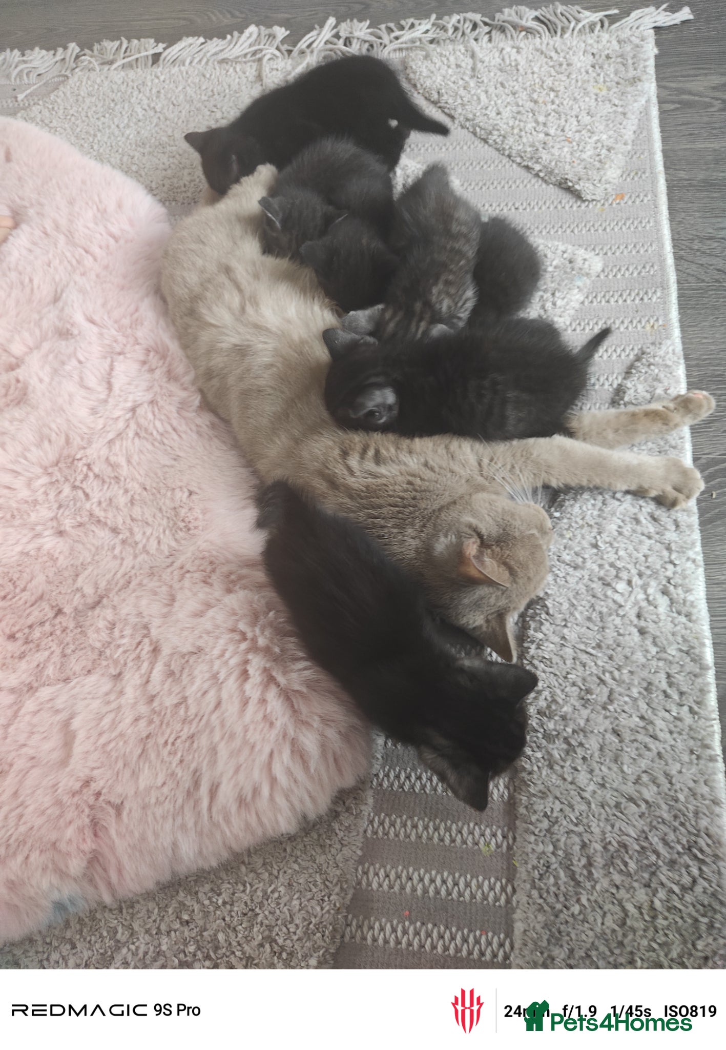 Mixed Breed cats Real life cutties! - Advert 2