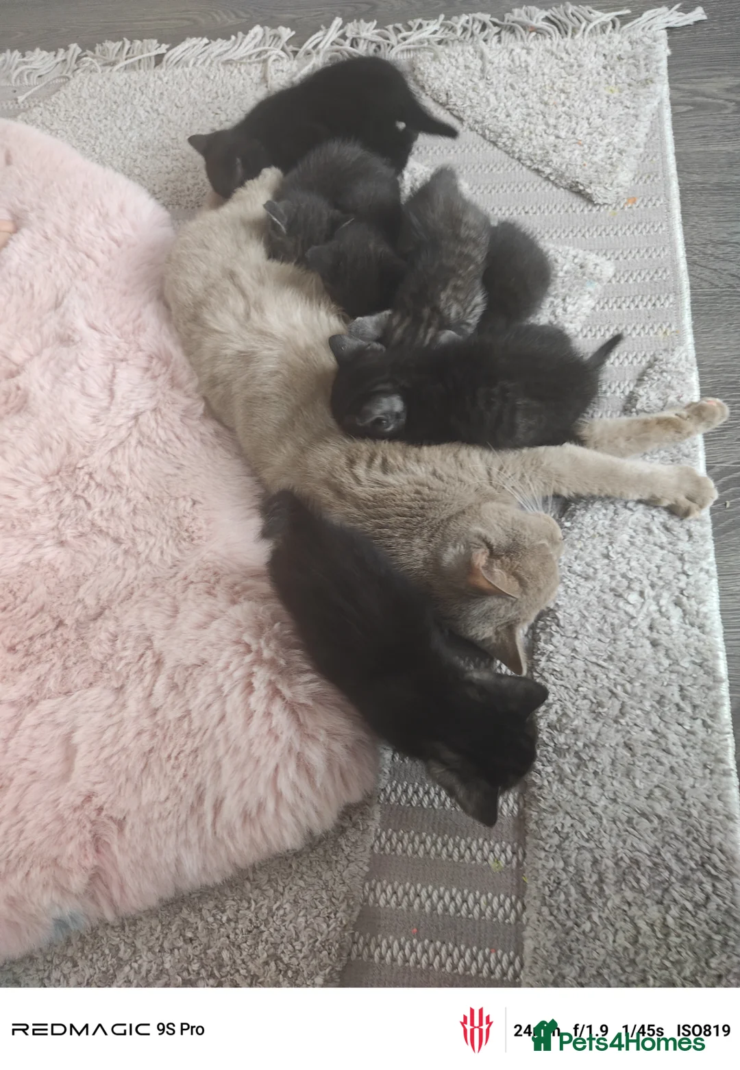 Mixed Breed cats for sale: Real life cutties! - Advert 2