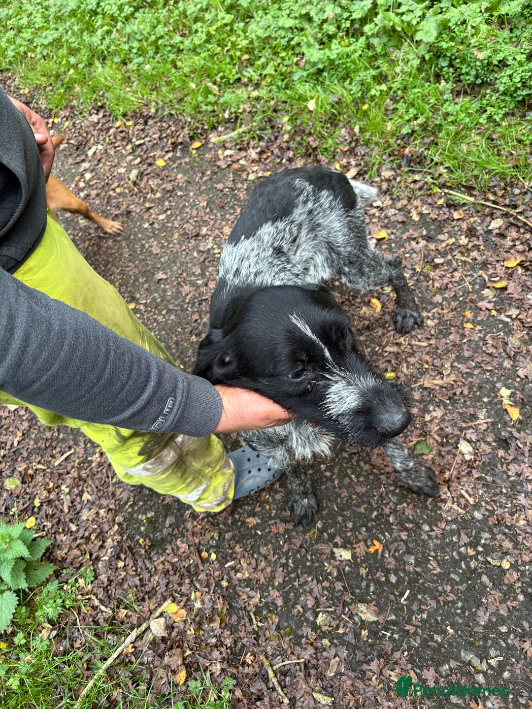 German Wirehaired Pointer dogs for sale: Mabel - Image 5